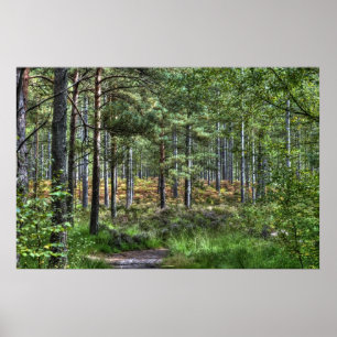 Poster Nouvelle Forêt Forêt Arbres Nature Scène, Angleter