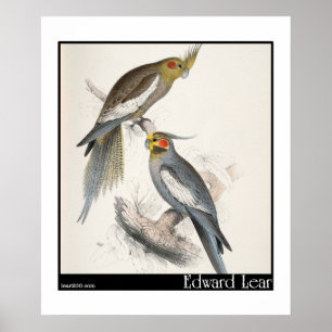 Poster Nouvelle perruche de la Hollande d'Edward Lear