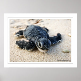 Poster Nouvelle tortue