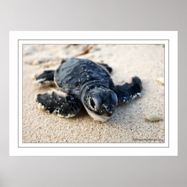 Poster Nouvelle tortue (Devant)