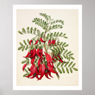 Poster Nouvelle-Zélande Clianthus Puniceus Rouge Kowhai F