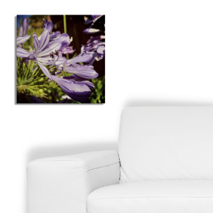 Poster Nouvelle-Zélande Floral Agapanthus Violet Blossom