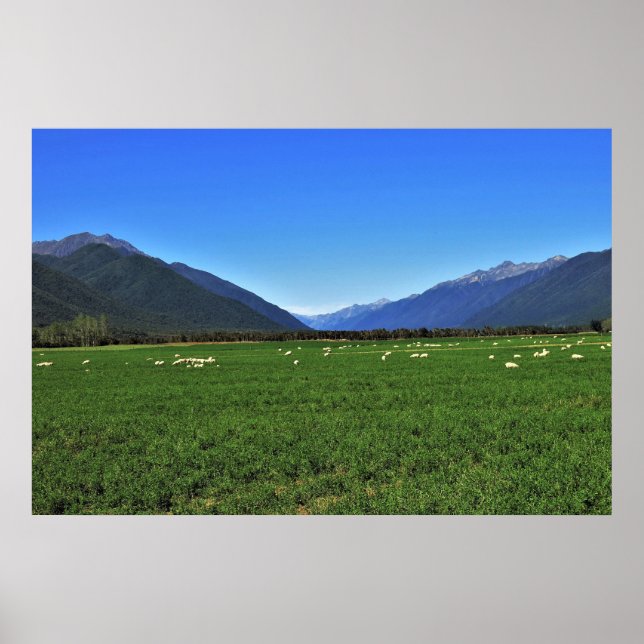 Poster Nouvelle-Zélande typique (Devant)