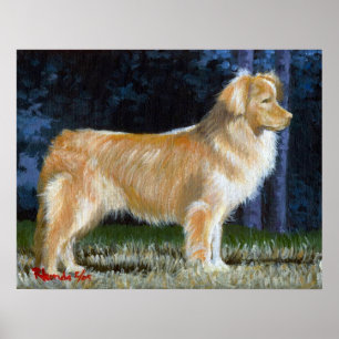 Poster Nova Scotia Duck Tolling Retriever Dog Portrait