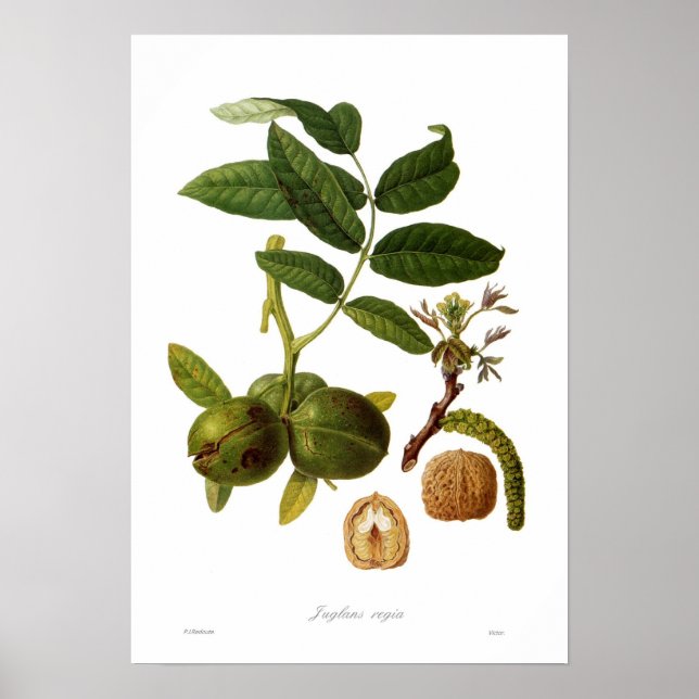 Poster Noyer (Juglans regia) (Devant)