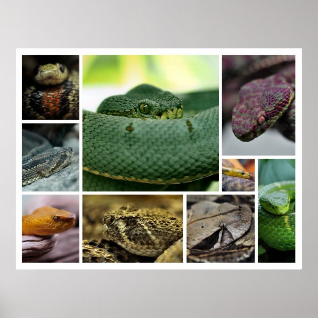 Poster NR Snake Photography_Page000 (Devant)