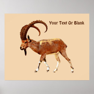 Poster Nubian Ibex - Ein Gedi