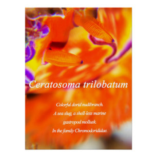 Poster Nudibranche colorée et doride.