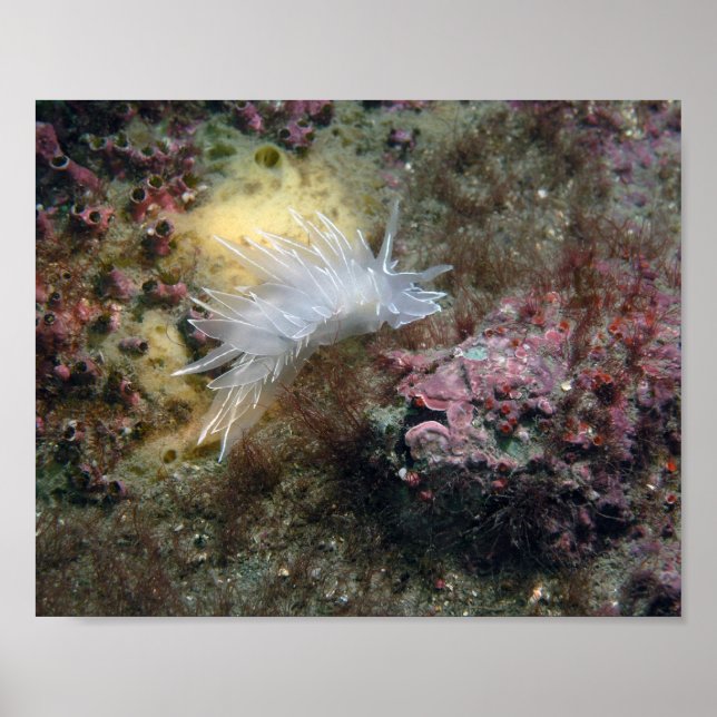 Poster Nudibranche d'albâtre (Devant)