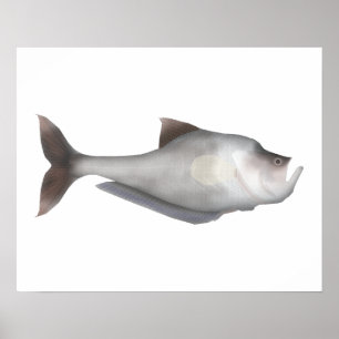 Poster Nulatrell