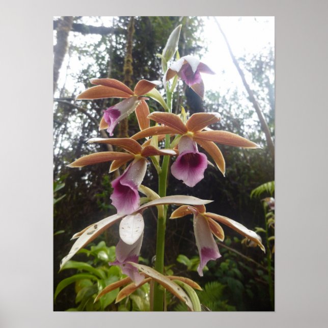 Poster Nuns Hood Orchid Big Island Hawaii (Devant)