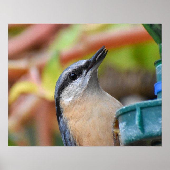 Poster Nuthatch (Devant)