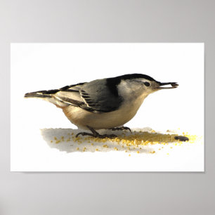 Poster Nuthatch à poitrine blanche