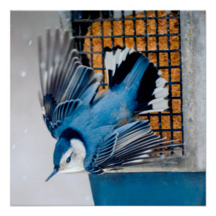 Poster Nuthatch à poitrine blanche en neige - Photo origi