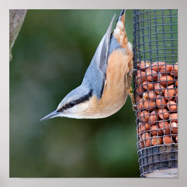 Poster Nuthatch sur le chargeur (Devant)
