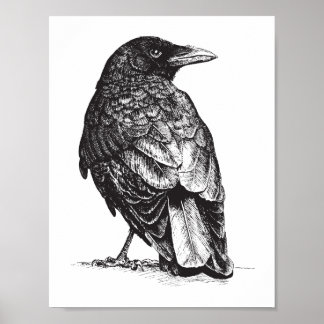 Poster NW Crow