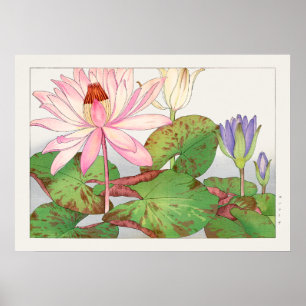 Poster Nymphaea Lotus #1, Rose, Lily Pad, Tanigami Konan,