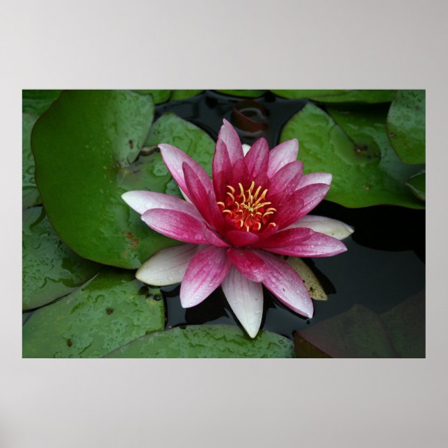 Poster Nymphaea tetragona (Devant)