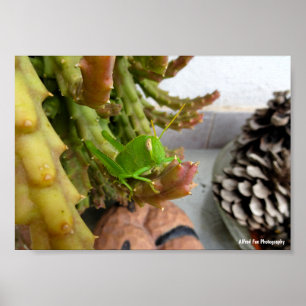 Poster Nymphe de criquet égyptien sur une plante de cactu