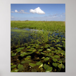 Poster Nymphéas et scie dans les Everglades de Floride