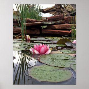 Poster Nymphéas roses et reflets Photographie