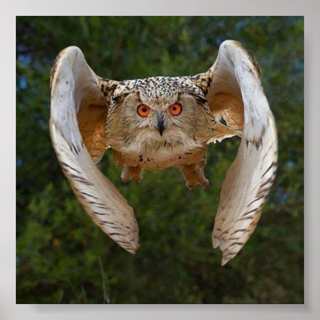 Poster O Voo do Mocho (Devant)