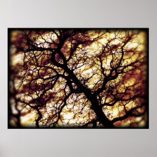 Poster Oak Tree