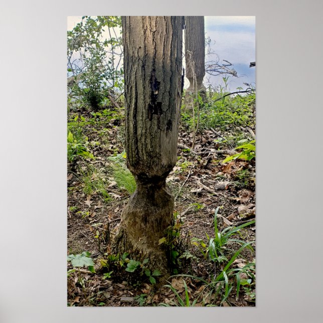 Poster Oakwoods Metropark Beaver Trail (Devant)