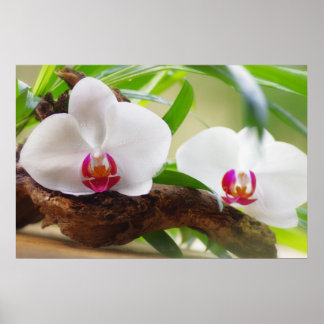 Poster Oasis orchidée