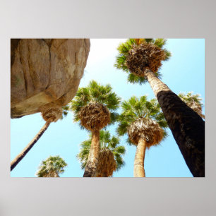 Poster Oasis Palms dans le parc national de Joshua Tree