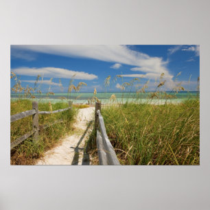 Poster Oats de mer (Uniola paniculata) poussant par la pl