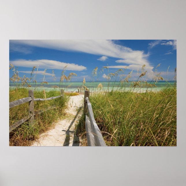 Poster Oats de mer (Uniola paniculata) poussant par la pl (Devant)