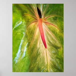 Poster Obake Anthurium