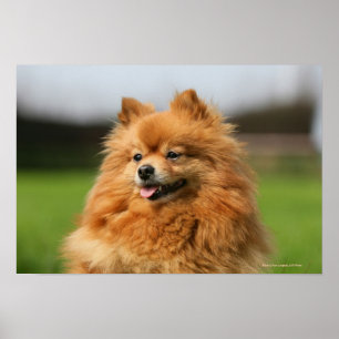 Poster Observation de Pomeranian