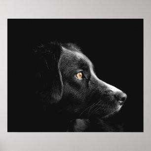 Poster Observation du chien noir