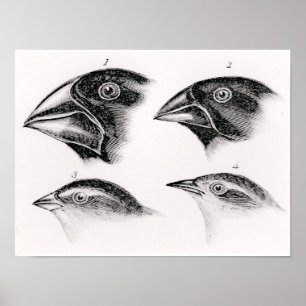 Poster Observations de l'oiseau de Darwin