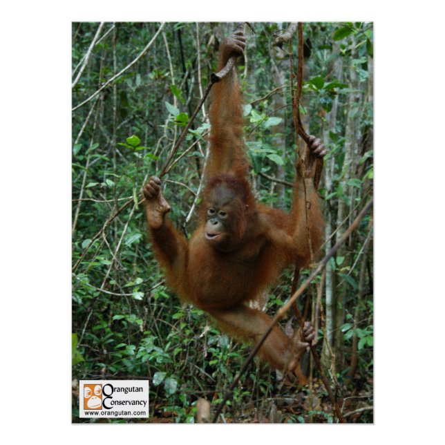 Poster OC Orangutan (Devant)