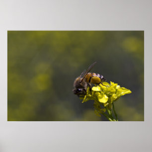 Poster Occupé comme une abeille