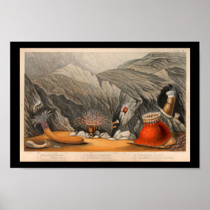 Poster Ocean Sea Anemone marine Life Imprimer
