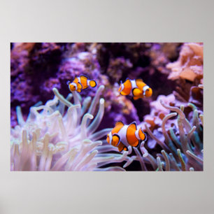 Poster Ocellaris clownfish Amphiprion ocellaris