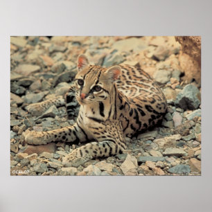 Poster Ocelot