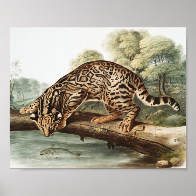 Poster Ocelot, chat léopard (Felis pardalis) Illustration (Devant)