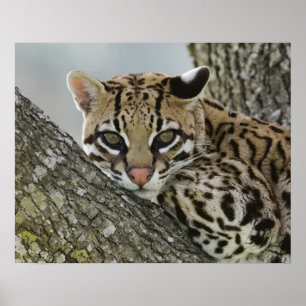 Poster Ocelot, Felis pardalis, en captivité, femelle au r
