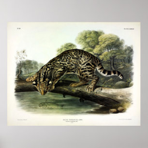 Poster Ocelot, léopard-chat (Leopardus pardalis) - Audubo