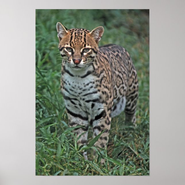 Poster OCELOT Leopardus pardalis) AMÉRIQUE CENTRALE (Devant)