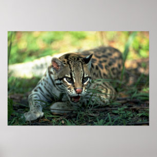 Poster Ocelot se couchant