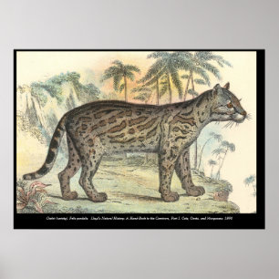 Poster Ocelot (variété)
