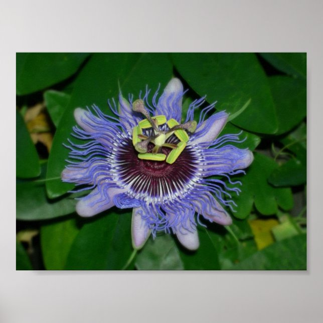 Poster Ocoee flower Passiflora caerulea Fleur de passion (Devant)
