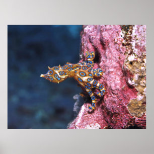 Poster Octopus à anneau bleu