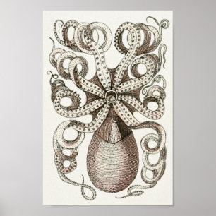 Poster Octopus Vintage Cephalopod Mer Créatures Art Impri